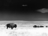 Buffalo Grazing  Buffalo Gap Nat Grassland  SD