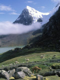 Mt Ausangate in Rear with Alpacas in Valley  Peru