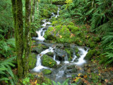 Waterfall at Mt Rainer Rain Forest