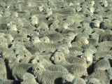 Herd of Sheep