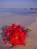 Hibiscus and Bouganvilla on Beach  Cayman Islands