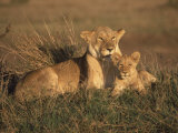Lioness and Cub  Masai Mara Reserve  Kenya