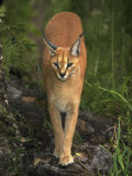 Caracal