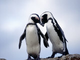 Jackass Penguins  South Africa