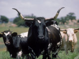 Texas Longhorn Cattle on Wildlife Refuge  OK