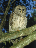 Florida Barred Owl  Strix Varia Georgica