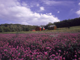 Purple Wildflowers in Field  Lancaster County  PA