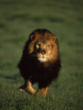 African Lion Walking in Grass