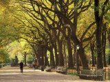 People Walking Through Central Park in Autumn  NYC