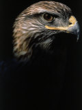 Profile of Hawk