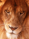 Close-up of Lion's Face