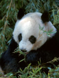 Giant Panda  Ailuropoda Melanoleuca