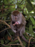 Mother and Baby Long-Tailed Macaque