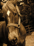 Close-up of Horse  Dry Creek Valley  CA