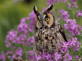 Long Eared Owl