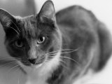 Black and White Image of a Cat