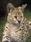 Serval (Felis Serval)