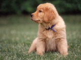 Six-week-old Yellow Labrador Puppy