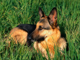German Shepherd Lying in Grass