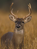Whitetail Buck in High Grass