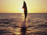 Dolphin Jumping from Water