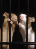 Two Mice Behind Bars