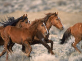 Wild Horses Running Through Desert  CA