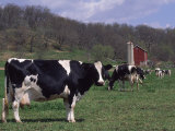 Holstein Cows on Farm  Belleville  Wisconsin