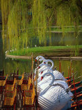 Swan Boats  the Public Garden  Boston  MA