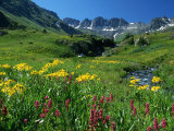 Wildflowers  American Basin