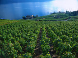 Grape Vineyards  Lake Geneva  Switzerland