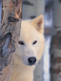 Gray Wolf  Canis Lupus