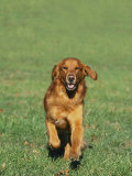 Golden Retriever Running Towards You on Grass
