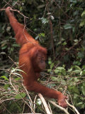 Adolescent Sumatran Orangutan  Indonesia
