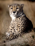 Cheetah Laying in the Grass