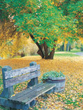 Bench  Autumn Colors