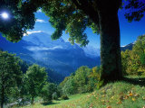 Wengwald  Switzerland