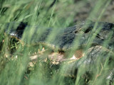 American Alligator  Savannah Nat Wildlife Refuge