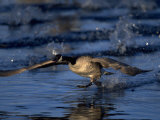Canada Goose  Branta Canadensis  CO