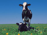Holstein Cow and Calf  IL