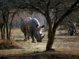 White Rhinoceros