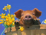 Pig with Daffodils in Bushel