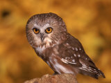 Saw-Whet Owl on Tree Stump