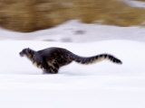 Snow Leopard