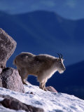 Mountain Goat  Oreamos Americanus  CO
