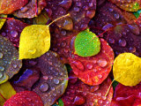 Multi-Colored Aspen Leaves with Rain Drop