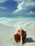 Seashell on Beach