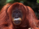 Sumatran Orangutan  Pongo Pygmaeus  Indonesia