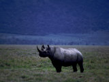 White Rhinoceros Cow