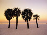 Clearwater Beach  Florida  Palm Trees at Dawn